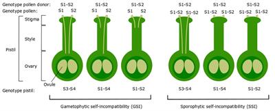 Finding a Compatible Partner: Self-Incompatibility in European Pear (Pyrus communis); Molecular Control, Genetic Determination, and Impact on Fertilization and Fruit Set